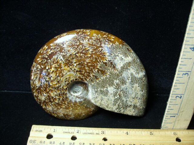 Large Ammonite with Suture Patterns (050522n) - Image 2
