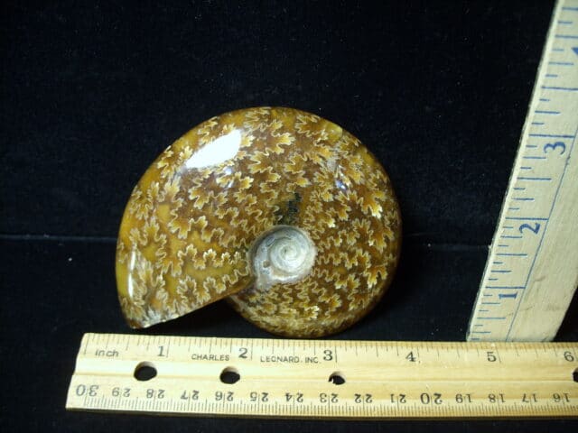 Ammonite with Suture Patterns (050522p)