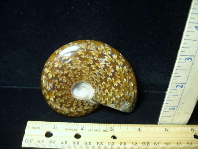 Ammonite with Suture Patterns (050522p) - Image 2