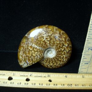 Ammonite with Suture Patterns (050522r)