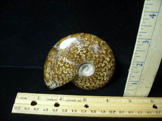 Ammonite with Suture Patterns (050522r)