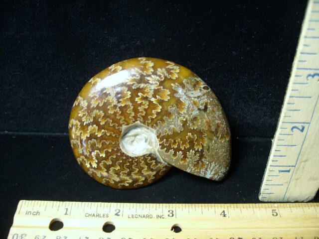 Ammonite with Suture Patterns (050522r) - Image 2