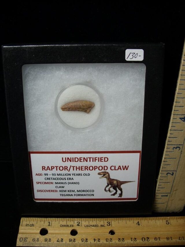 Raptor  Dinosaur  Hand Claw  (050622f)