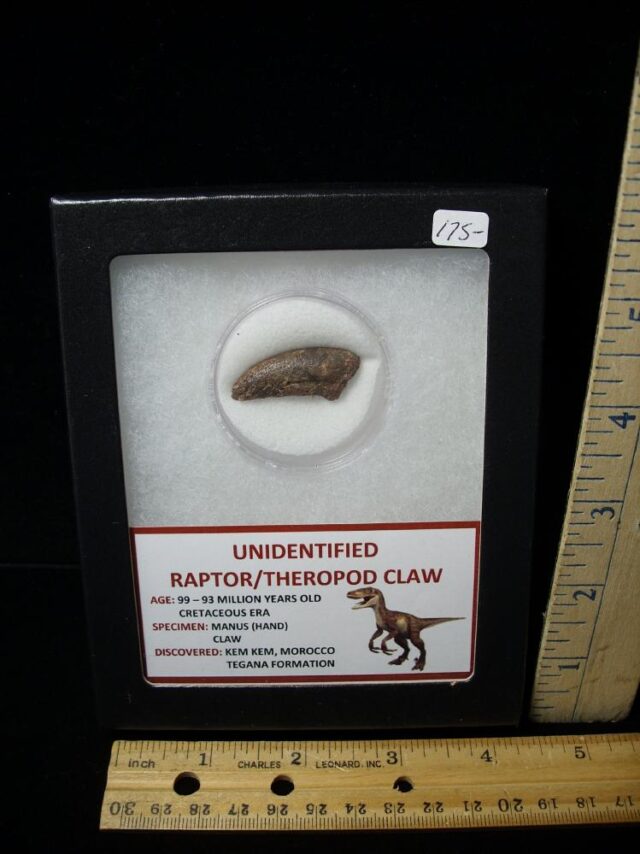 Raptor  Dinosaur  Hand Claw  (050622h)