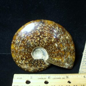 Ammonite with Suture Patterns (050822a)