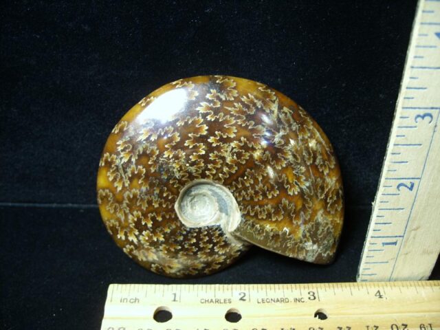 Ammonite with Suture Patterns (050822a)