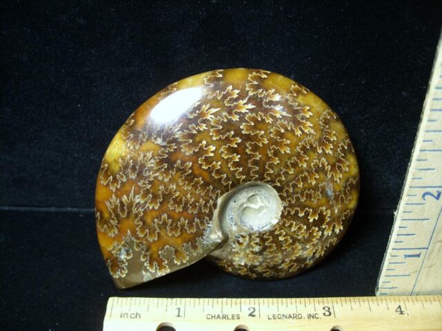 Ammonite with Suture Patterns (050822a) - Image 2