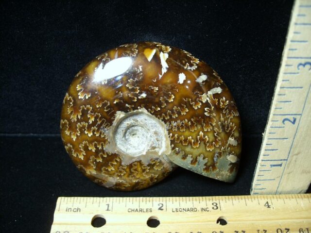 Ammonite with Suture Patterns (050822b)