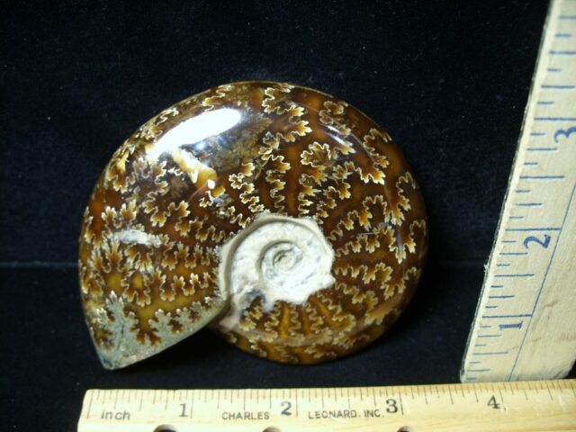 Ammonite with Suture Patterns (050822b) - Image 2