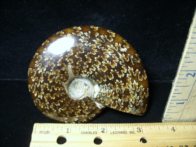 Ammonite with Suture Patterns (050822c)