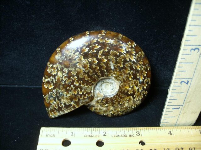 Ammonite with Suture Patterns (050822c) - Image 2