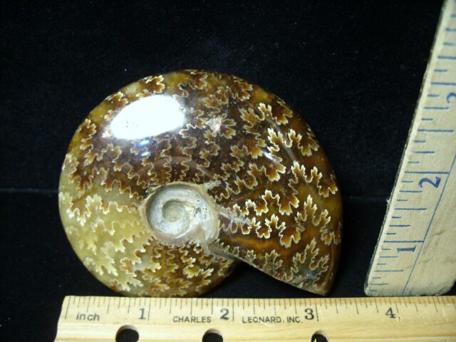 Ammonite with Suture Patterns (050822d)