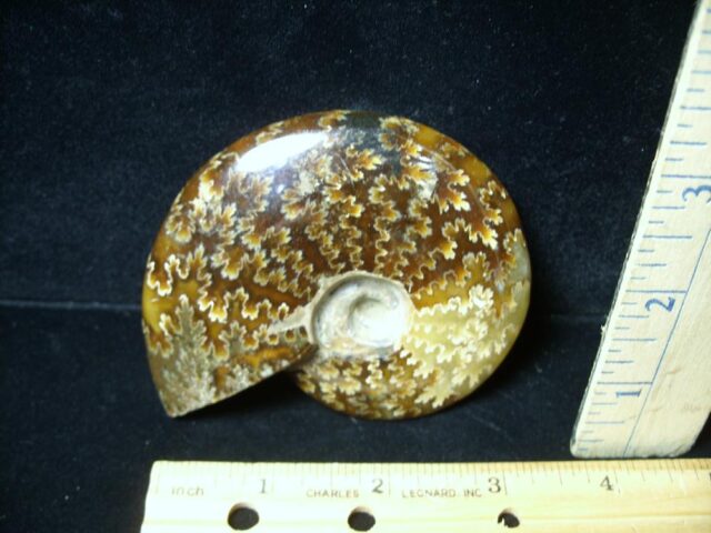 Ammonite with Suture Patterns (050822d) - Image 2