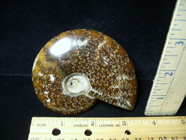Ammonite with Suture Patterns (050822g)