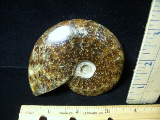 Ammonite with Suture Patterns (050822g) - Image 2