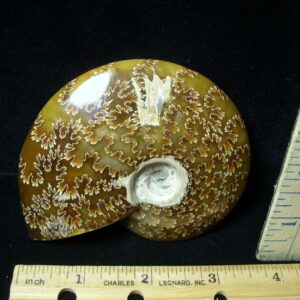 Ammonite with Suture Patterns (050822h)
