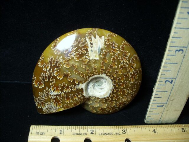 Ammonite with Suture Patterns (050822h)