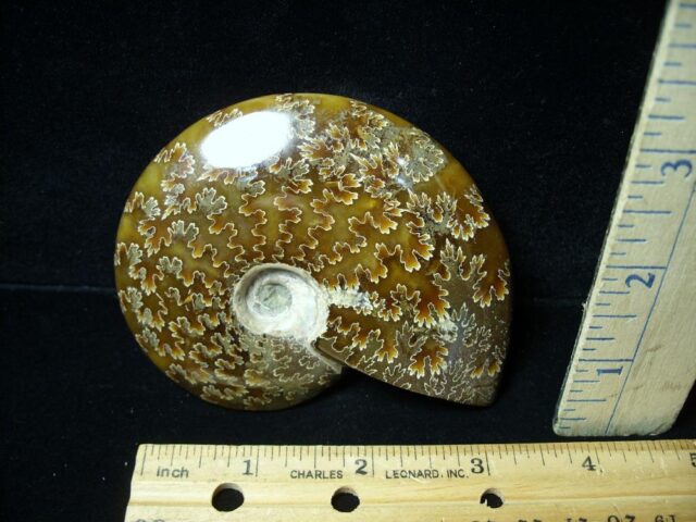 Ammonite with Suture Patterns (050822h) - Image 2