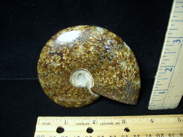 Ammonite with Suture Patterns (050822k) - Image 2