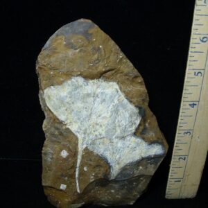Fossil Ginkgo Leaf (050822m)