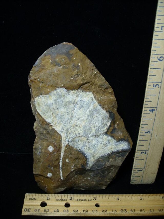 Fossil Ginkgo Leaf (050822m)