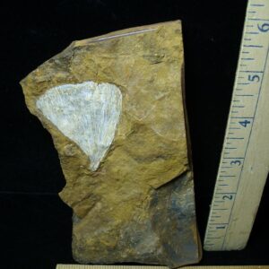 Fossil Ginkgo Leaf (050822n)