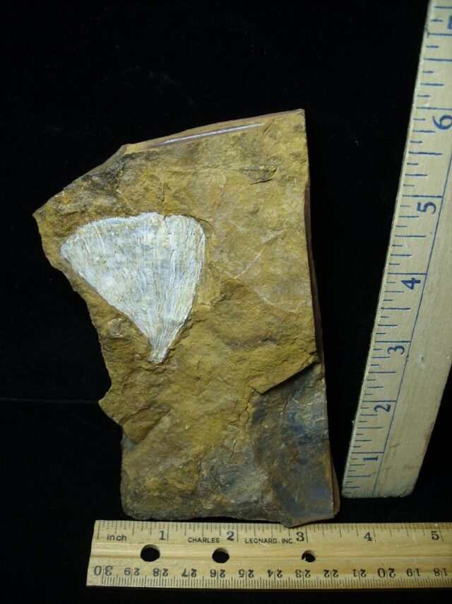 Fossil Ginkgo Leaf (050822n)