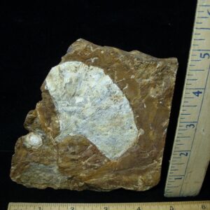 Fossil Ginkgo Leaf (050622j)