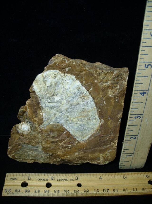 Fossil Ginkgo Leaf (050622j)