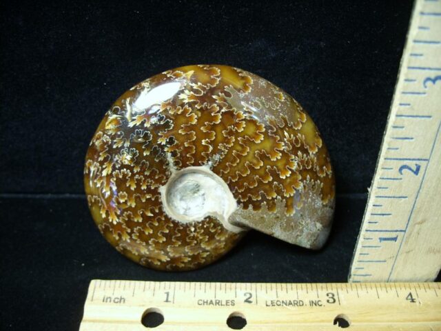 Ammonite with Suture Patterns (050922d)