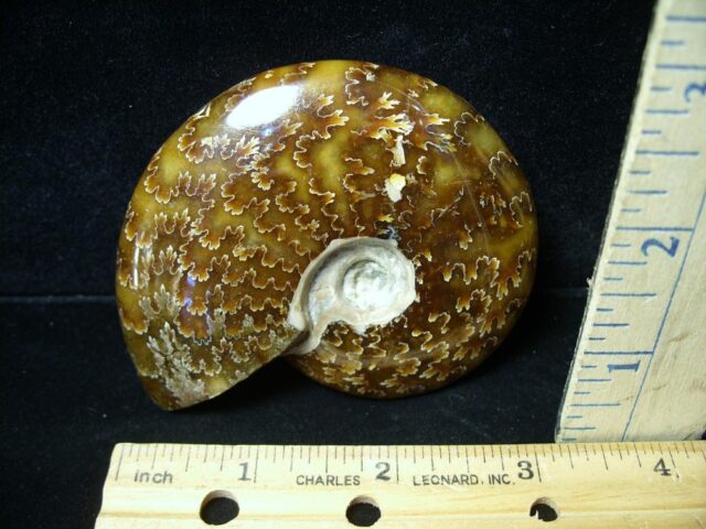 Ammonite with Suture Patterns (050922d) - Image 2