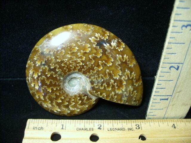 Ammonite with Suture Patterns (050922e)