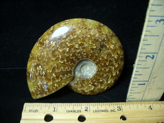 Ammonite with Suture Patterns (050922e) - Image 2