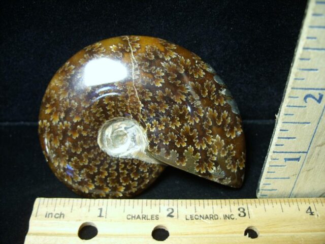 Ammonite with Suture Patterns (050922f)