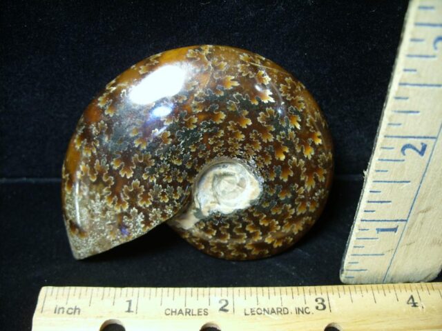 Ammonite with Suture Patterns (050922f) - Image 2