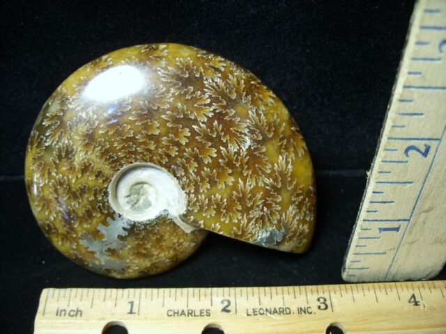 Ammonite with Suture Patterns (050922g)