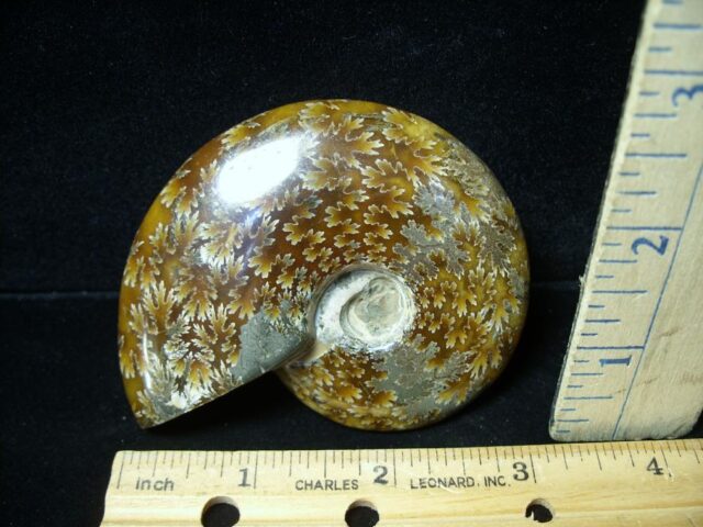 Ammonite with Suture Patterns (050922g) - Image 2