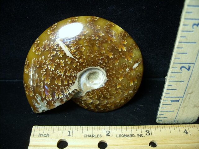 Ammonite with Suture Patterns (050922k)