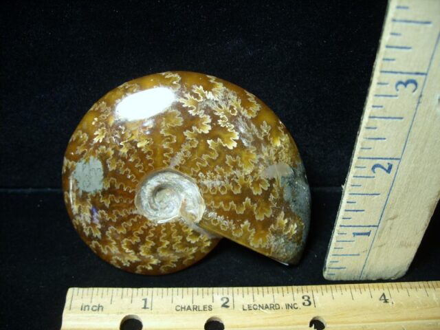 Ammonite with Suture Patterns (050922m)