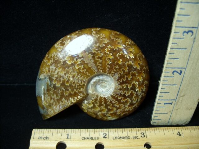 Ammonite with Suture Patterns (050922m) - Image 2