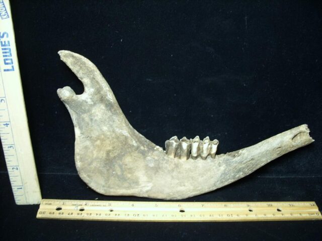 Fossil Bison Jaw (051022b)