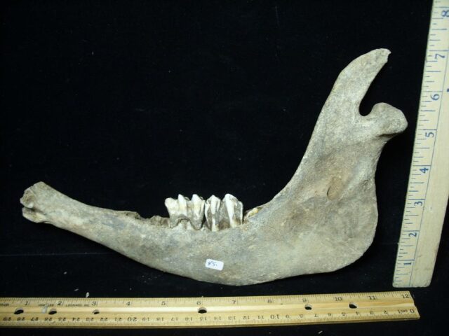 Fossil Bison Jaw (051022b) - Image 3