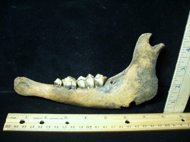 Fossil Bison Jaw (051022c)