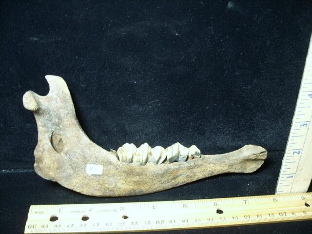 Fossil Bison Jaw (051022c) - Image 3