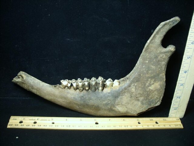Fossil Bison Jaw (051022d)