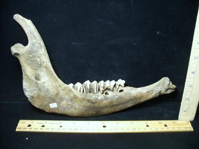Fossil Bison Jaw (051022d) - Image 3