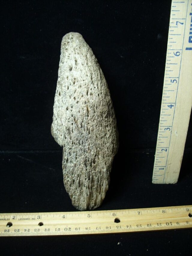 Partial Fossil Bison Horn (051022g)