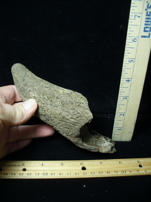 Partial Fossil Bison Horn (051022g) - Image 3
