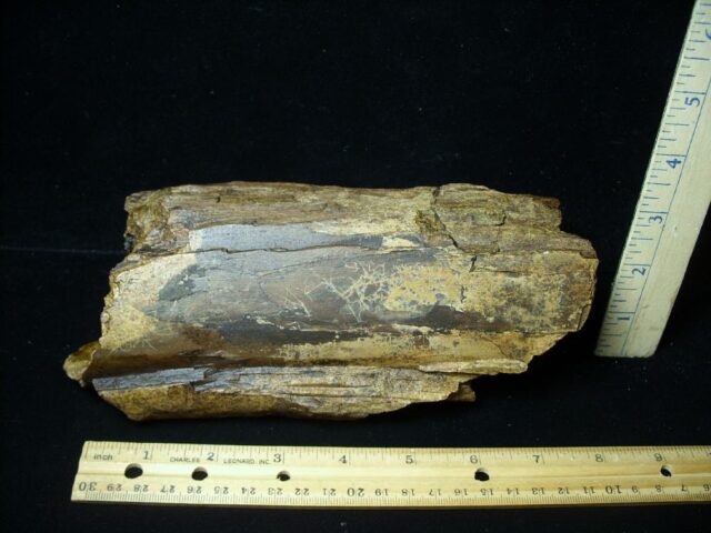 Triceratops Dinosaur Partial Leg Bone (051522b)