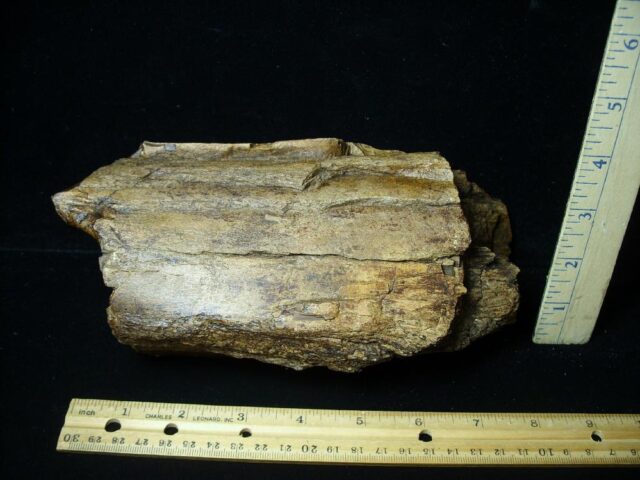 Triceratops Dinosaur Partial Leg Bone (051522b) - Image 2